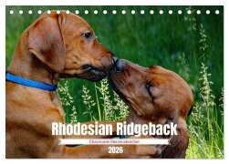 Rhodesian Ridgeback, Charmante Herzensbrecher (Tischkalender 2026 DIN A5 quer), CALVENDO Monatskalender - Dagmar Behrens