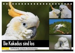 Cover-Bild zum Titel 'Die Kakadus sind los (Tischkalender 2025 DIN A5 quer), CALVENDO Monatskalender' von 'Antje Lindert-Rottke'