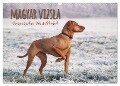 Magyar Vizsla - Ungarischer Vorstehhund (Wandkalender 2024 DIN A3 quer), CALVENDO Monatskalender - Alexandra Hollstein