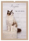 Ragdolls zum Verlieben (Wandkalender 2025 DIN A3 hoch), CALVENDO Monatskalender - Marion Reiß-Seibert