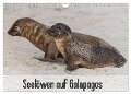 Seelöwen auf Galapagos (Wandkalender 2024 DIN A4 quer), CALVENDO Monatskalender - Sabine Reuke