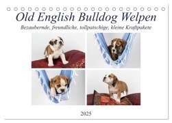 Old English Bulldog Welpen (Tischkalender 2025 DIN A5 quer), CALVENDO Monatskalender - Fotodesign Verena Scholze