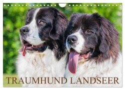 Traumhund Landseer (Wandkalender 2025 DIN A4 quer), CALVENDO Monatskalender - Sigrid Starick