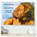 Molosser - Giganten in der Welt der Hunde (hochwertiger Premium Wandkalender 2025 DIN A2 quer), Kunstdruck in Hochglanz - Sigrid Starick