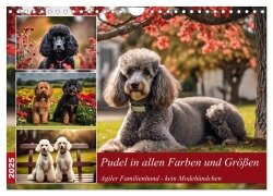 Pudel in allen Farben und Größen (Wandkalender 2025 DIN A4 quer), CALVENDO Monatskalender - Claudia Kleemann