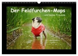 Der Feldfurchen-Mops (Wandkalender 2025 DIN A3 quer), CALVENDO Monatskalender - Kathrin Köntopp