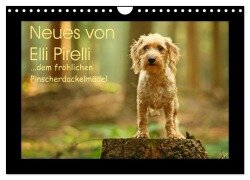 Neues von Elli Pirelli, dem fröhlichen Pinscherdackelmädel (Wandkalender 2025 DIN A4 quer), CALVENDO Monatskalender - Kathrin Köntopp