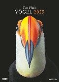 Tim Flach: Vögel 2025 - Posterkalender von DUMONT- Vogel-Porträts von Tim Flach - Poster-Format 50 x 70 cm - 