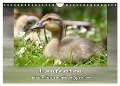Laufenten - tierisch liebenswerte Zeitgenossen (Wandkalender 2025 DIN A4 quer), CALVENDO Monatskalender - Wiebke Storm