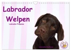 Cover-Bild zum Titel 'Labrador Welpen - Labrador Puppies (Wandkalender 2026 DIN A4 quer), CALVENDO Monatskalender' von 'Jeanette Hutfluss'