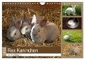 Rex - Kaninchen (Wandkalender 2024 DIN A4 quer), CALVENDO Monatskalender - Anja Bagunk