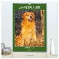 Jahresplaner Golden Retriever (hochwertiger Premium Wandkalender 2025 DIN A2 hoch), Kunstdruck in Hochglanz - Sigrid Starick