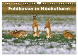Feldhasen in Höchstform (Wandkalender 2026 DIN A4 quer), CALVENDO Monatskalender - Günter Bachmeier