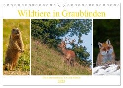 Wildtiere in Graubünden. Die Natur entdecken mit Jürg Plattner (Wandkalender 2025 DIN A4 quer), CALVENDO Monatskalender - Jürg Plattner