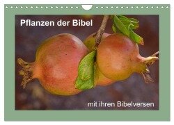 Pflanzen der Bibel (Wandkalender 2025 DIN A4 quer), CALVENDO Monatskalender - Hans-Georg Vorndran