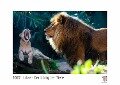 Löwe - Der König der Tiere 2022 - White Edition - Timokrates Kalender, Wandkalender, Bildkalender - DIN A4 (ca. 30 x 21 cm) - 