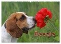 Beagle (Wandkalender 2024 DIN A2 quer), CALVENDO Monatskalender - Pferdografen. De Antje Lindert-Rottke Martina Berg