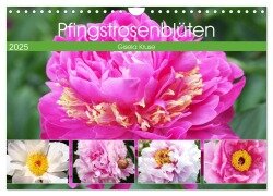 Pfingstrosenblüten (Wandkalender 2025 DIN A4 quer), CALVENDO Monatskalender - Gisela Kruse