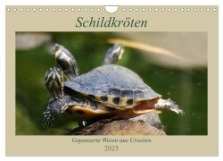 Schildkröten - Gepanzerte Wesen aus Urzeiten (Wandkalender 2025 DIN A4 quer), CALVENDO Monatskalender - Barbara Mielewczyk
