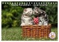Süße Kätzchen - cute kittens (Tischkalender 2025 DIN A5 quer), CALVENDO Monatskalender - Jeanette Hutfluss
