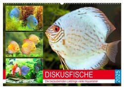 Diskusfische. Die bezaubernden Lieblinge vieler Aquarianer (Wandkalender 2025 DIN A2 quer), CALVENDO Monatskalender - Rose Hurley