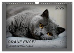 GRAUE ENGEL Britischkurzhaar-Katzen (Wandkalender 2026 DIN A4 quer), CALVENDO Monatskalender - Jacky-Fotos Jacky-Fotos