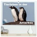Tierleben in der Antarktis (hochwertiger Premium Wandkalender 2024 DIN A2 quer), Kunstdruck in Hochglanz - Jürgen Wöhlke