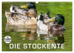 Emotionale Momente: Die Stockente. (Wandkalender 2025 DIN A3 quer), CALVENDO Monatskalender - Ingo Gerlach
