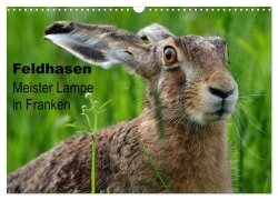 Feldhasen - Meister Lampe in Franken (Wandkalender 2025 DIN A3 quer), CALVENDO Monatskalender - Günter Bachmeier