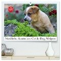 Niedliche Australian Cattle Dog Welpen (hochwertiger Premium Wandkalender 2025 DIN A2 quer), Kunstdruck in Hochglanz - Fotodesign Verena Scholze