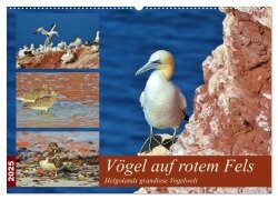 Vögel auf rotem Fels - Helgolands grandiose Vogelwelt (Wandkalender 2025 DIN A2 quer), CALVENDO Monatskalender - René Schaack