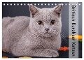 Britisch Kurzhaar Katzen (Tischkalender 2024 DIN A5 quer), CALVENDO Monatskalender - Gabriela Wejat-Zaretzke