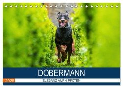 Dobermann 2025 (Tischkalender 2025 DIN A5 quer), CALVENDO Monatskalender - Annett Mirsberger