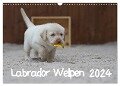 Labrador Welpen (Wandkalender 2024 DIN A3 quer), CALVENDO Monatskalender - Heidi Bollich