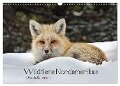 Wildtiere Nordamerikas (Wandkalender 2024 DIN A3 quer), CALVENDO Monatskalender - Ursula Salzmann