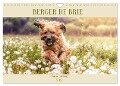 Berger de Brie - Fellnase mit Herz (Wandkalender 2024 DIN A4 quer), CALVENDO Monatskalender - Sonja Teßen