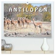 Antilopen, schön und schnell (hochwertiger Premium Wandkalender 2026 DIN A2 quer), Kunstdruck in Hochglanz - Robert Styppa