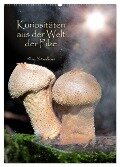 Kuriositäten aus der Welt der Pilze (Wandkalender 2024 DIN A2 hoch), CALVENDO Monatskalender - Heinz Schmidbauer