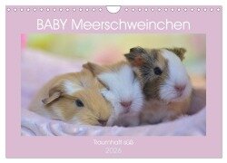 BABY Meerschweinchen Traumhaft süß (Wandkalender 2026 DIN A4 quer), CALVENDO Monatskalender - Sabine Hampe-Neves