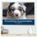 Australian Shepherd Welpen 2025 (hochwertiger Premium Wandkalender 2025 DIN A2 quer), Kunstdruck in Hochglanz - Annett Mirsberger www. annettmirsberger. de