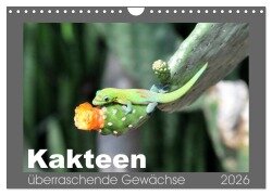 Kakteen - überraschende Gewächse (Wandkalender 2026 DIN A4 quer), CALVENDO Monatskalender - Uwe Bade