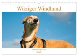 Witziger Windhund - Portugiesischer Galgo (Wandkalender 2025 DIN A3 quer), CALVENDO Monatskalender - Meike Bölts