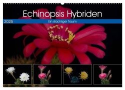 Echinopsis Hybriden. Ein stachliger Traum (Wandkalender 2025 DIN A2 quer), CALVENDO Monatskalender - Steffen Gierok