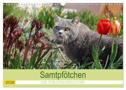 Cover-Bild zum Titel 'Samtpfötchen - Die treusten Begleiter 2026 (Wandkalender 2026 DIN A3 quer), CALVENDO Monatskalender' von 'Karin Kraus'