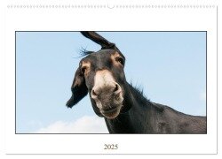Esel Lebensfreude - Spaß mit Langohren (Wandkalender 2025 DIN A2 quer), CALVENDO Monatskalender - Meike Bölts