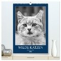Wilde Katzen - Korsikas Samtpfoten (hochwertiger Premium Wandkalender 2025 DIN A2 hoch), Kunstdruck in Hochglanz - Claudia Schimmack