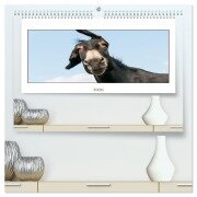 Esel Lebensfreude - Spaß mit Langohren (hochwertiger Premium Wandkalender 2026 DIN A2 quer), Kunstdruck in Hochglanz - Meike Bölts
