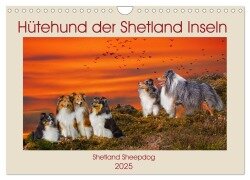 Hütehund der Shetland Inseln - Shetland Sheepdog (Wandkalender 2025 DIN A4 quer), CALVENDO Monatskalender - Sigrid Starick