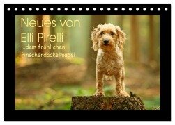Neues von Elli Pirelli, dem fröhlichen Pinscherdackelmädel (Tischkalender 2025 DIN A5 quer), CALVENDO Monatskalender - Kathrin Köntopp