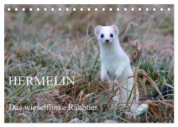 Hermelin - das wieselflinke Raubtier (Tischkalender 2025 DIN A5 quer), CALVENDO Monatskalender - Günter Bachmeier